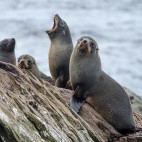 Fur seals on Chatham Island