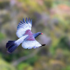 Chatham Island pigeon