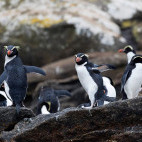 Snares Crested Penguins on Snares Island