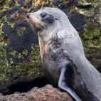 Subantarctic fur seal