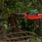 Australian king parrot in flight, Queensland, Australia.
