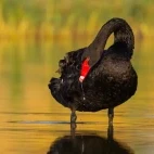 Black swan in Queensland, Australia.