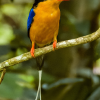 Buff-breasted paradise kingfisher in Queensland, Australia.