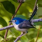 Fairywren in Queensland, Australia.