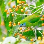 Fig parrot in Queensland, Australia.