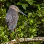 Great-billed heron in Queensland, Australia.