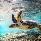 Green turtle in Queensland, Australia.