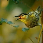 Macleay's honeyeater in Queensland, Australia.
