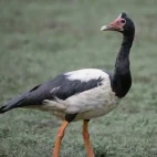 Magpie goose in Queensland, Australia.