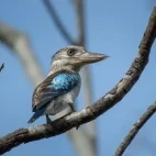 Blue-winged kookaburra in Queensland, Australia.