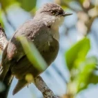 Mangrove robin in Queensland, Australia.