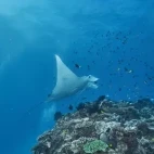 Manta ray in the waters of Queensland, Australia.