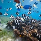 Example of the marine biodiversity of Queensland's waters, Australia.