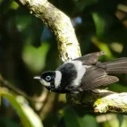 A pied monarch in Queensland, Australia.