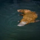 Platypus in Queensland, Australia.