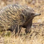 Short-beaked echidna in Queensland, Australia.
