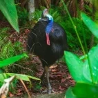 Southern cassowary in Queensland, Australia.