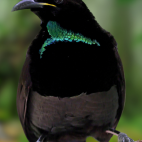Victoria's riflebird in Queensland, Australia.