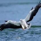 White-bellied sea eagle in Queensland, Australia.