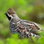 A male hazel grouse in Estonia