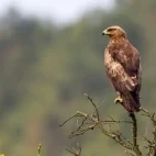 Adult lesser-spotted eagle in Estonia