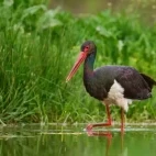 Black stork in Estonia