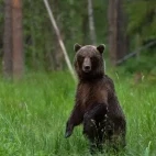 Brown bear standing on back legs in Estonia.