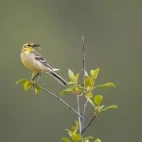 Citrine wagtail in Estonia