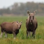 Female elk & calf in Estonia