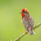 Common rosefinch in Estonia