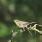 Greenish warbler in Estonia