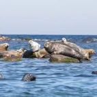 A group of grey seals resting on the boulders in Estonia