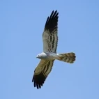 Montagu's harrier in Estonia