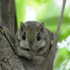 Siberian flying squirrel in Estonia