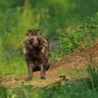 Racoon dog in Estonia