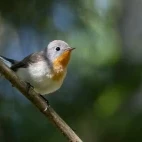 Red-breasted flycatcher in Estonia