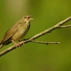 River warbler in Estonia