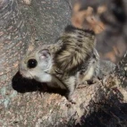 Siberian flying squirrel in Estonia