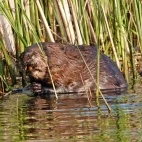 Eurasian beaver in Estonia