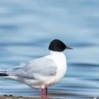 Little gull in Estonia