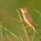 Marsh warbler in Estonia