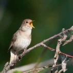Thrush nightingale in Estonia