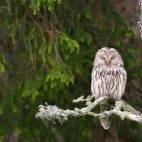 Ural owl in Estonia