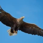 White-tailed eagle in Estonia