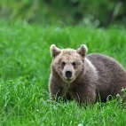 Brown bear in Alutaguse National Park, Estonia