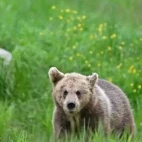 Brown bear in Alutaguse National Park, Estonia