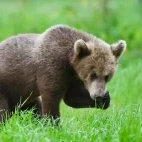 Brown bear in Alutaguse National Park, Estonia