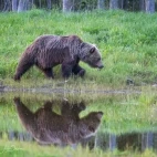 Brown bear walking in Estonia