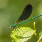 Beautiful demoiselle in France.