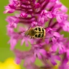 Bee chafer in France.